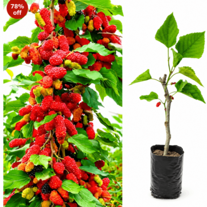Mulberry