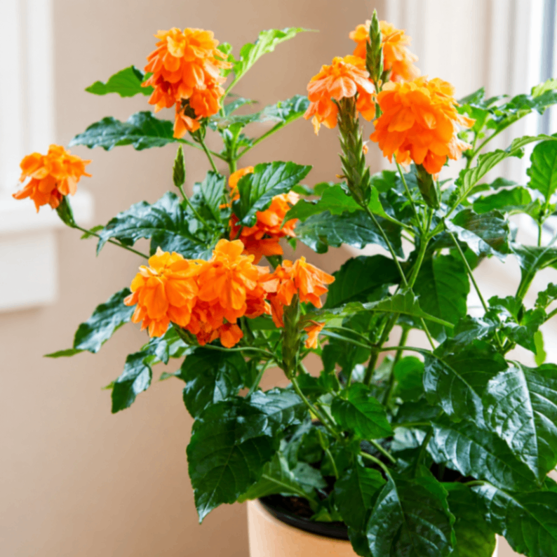 Priyadarshini Flower