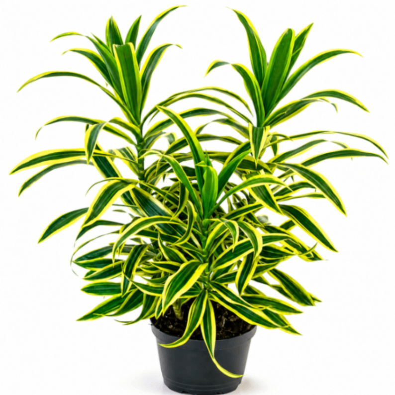 Variegated Dracaena