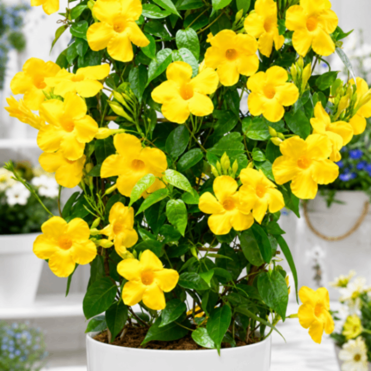 Yellow Mandevilla