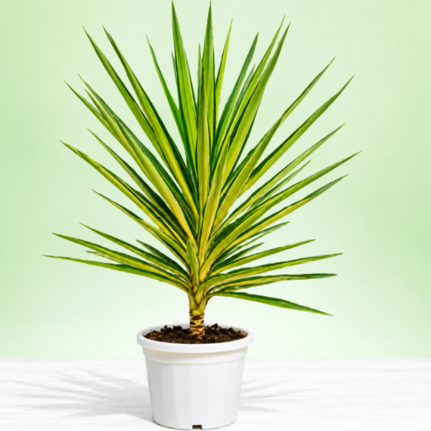 Variegated Yucca