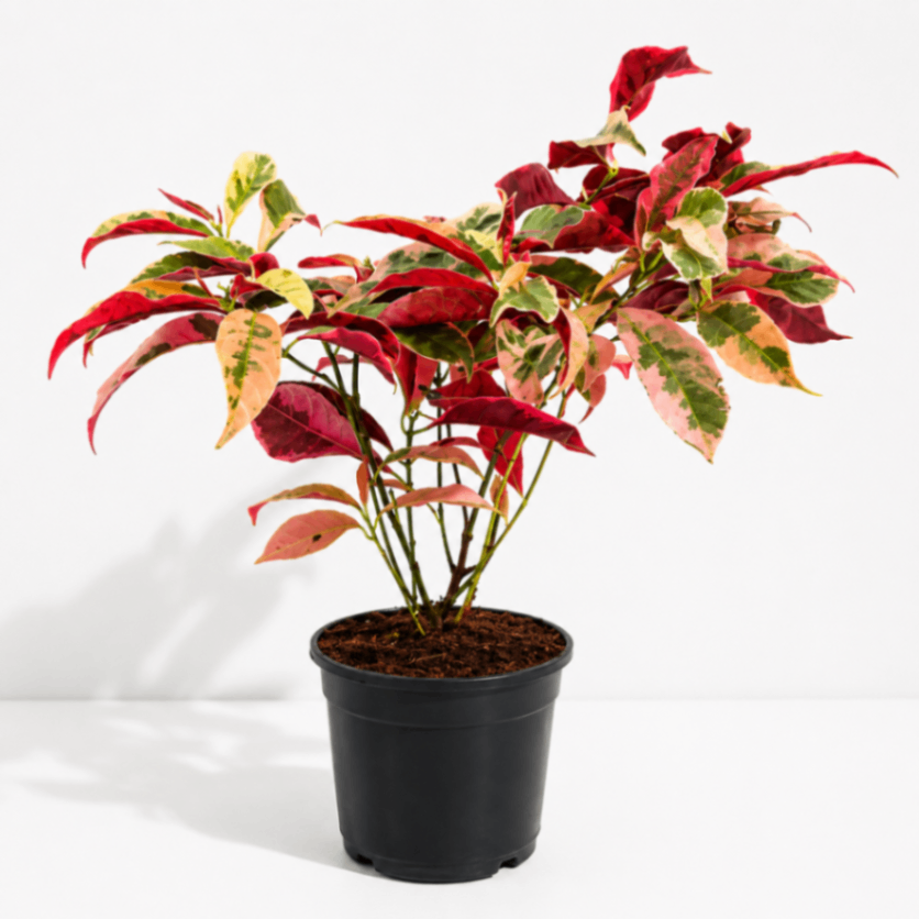 Variegated Poinsettia
