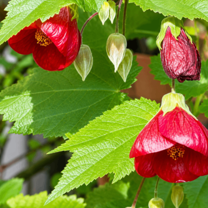 Flowering Maple