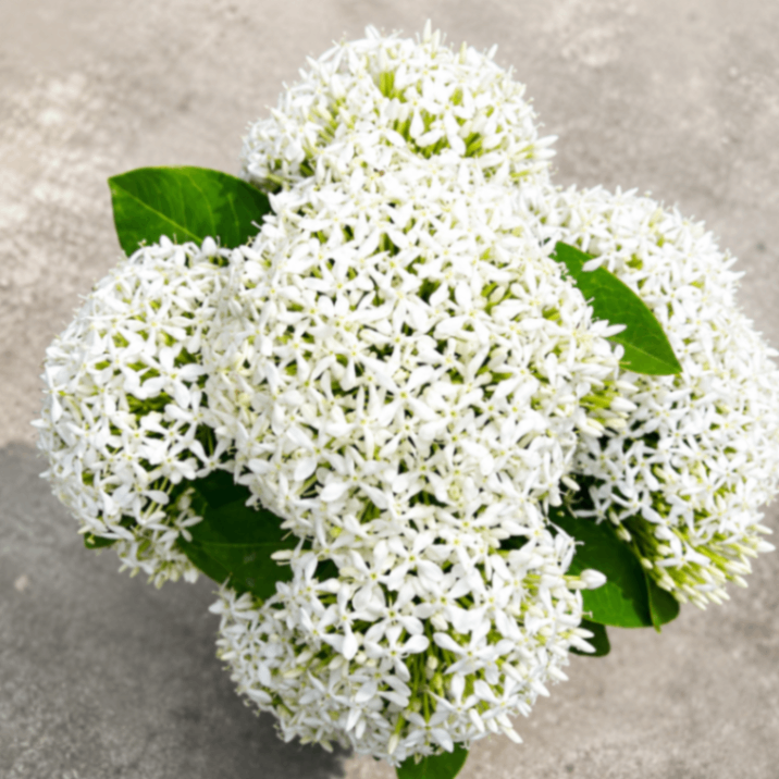 White Rangan