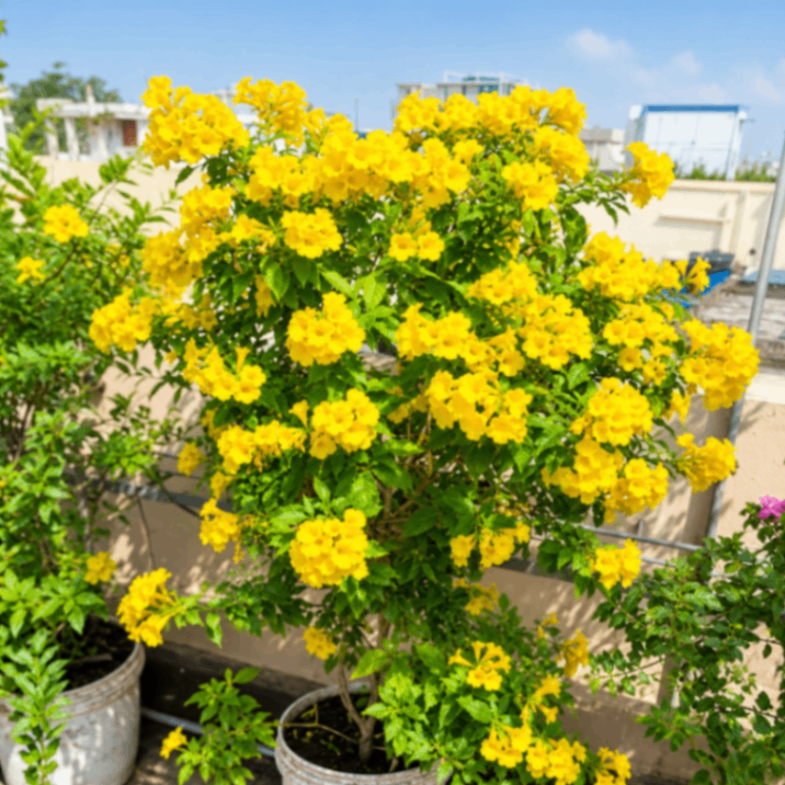 Yellow Bells