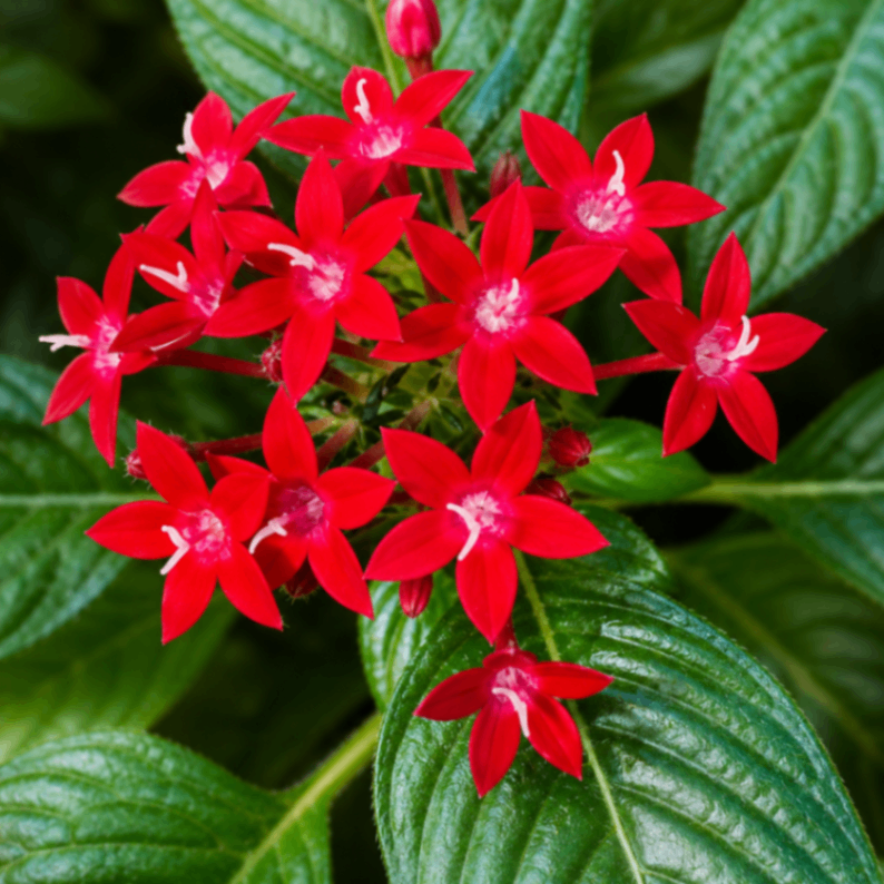 Star Flower