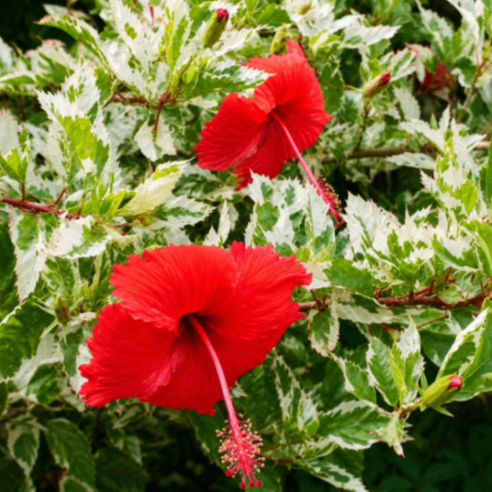 Snow Queen Hibiscus