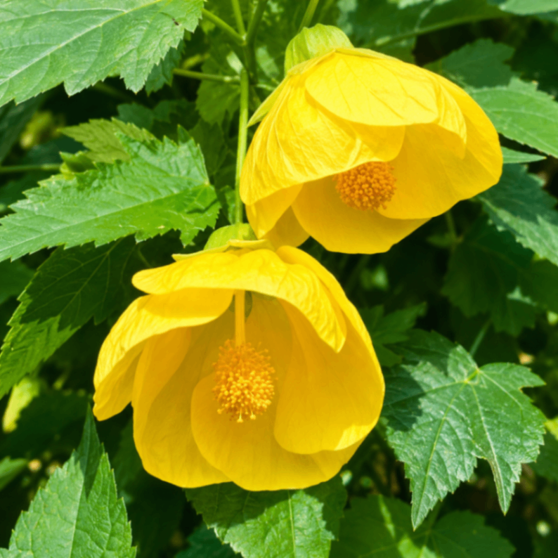Yellow Chinese Lantern Plant