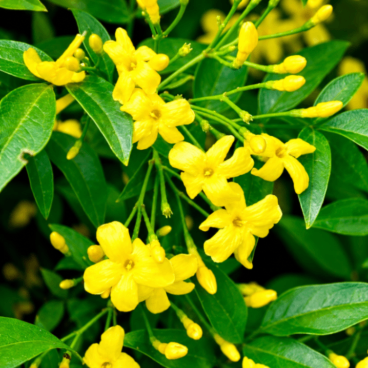 Yellow Jasmine