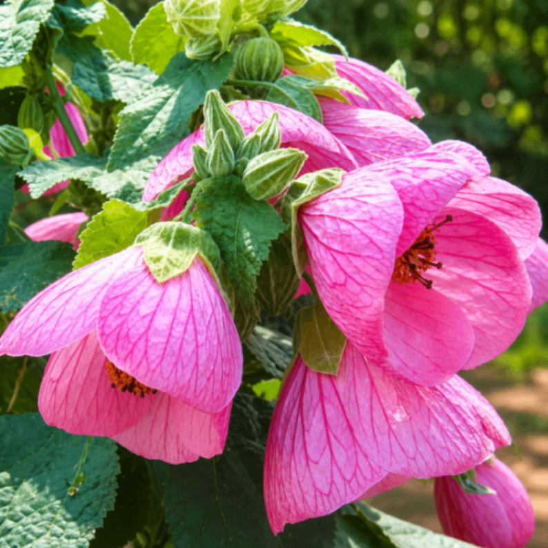 Pink Flowering Maple