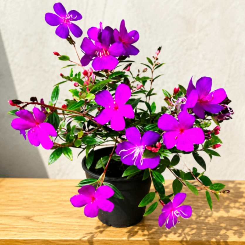 Purple Tibouchina