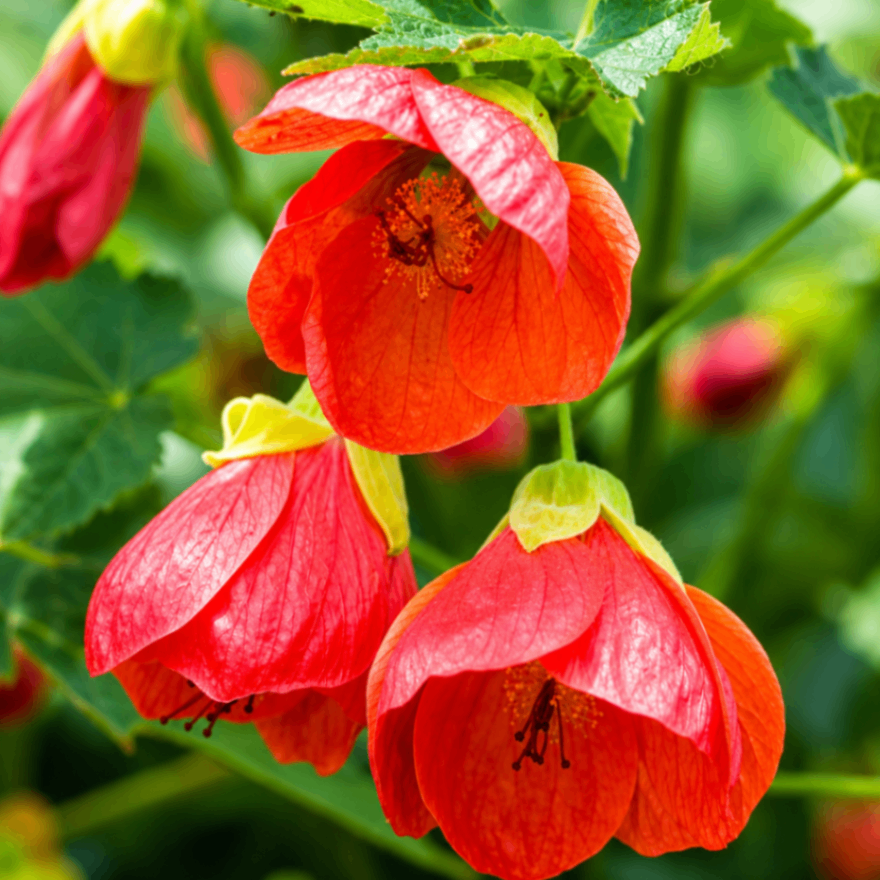 Red Flowering Maple