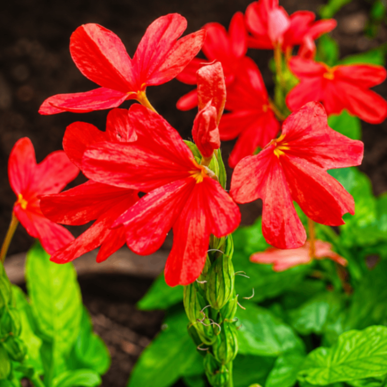 Red Star Flower