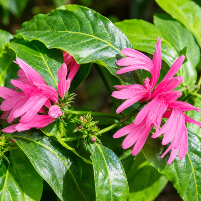 Sleeping Hibiscus