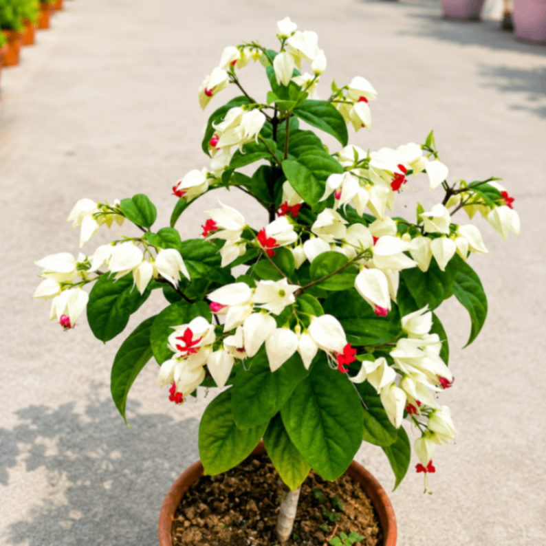 Bagflower