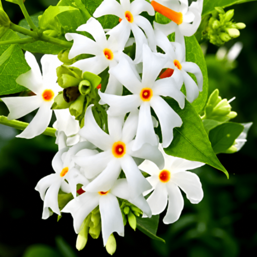 Night-Blooming Jasmine