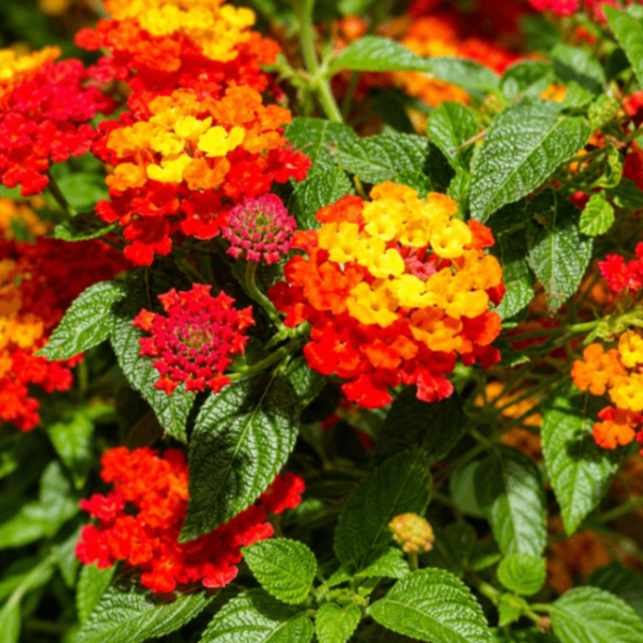 Lantana