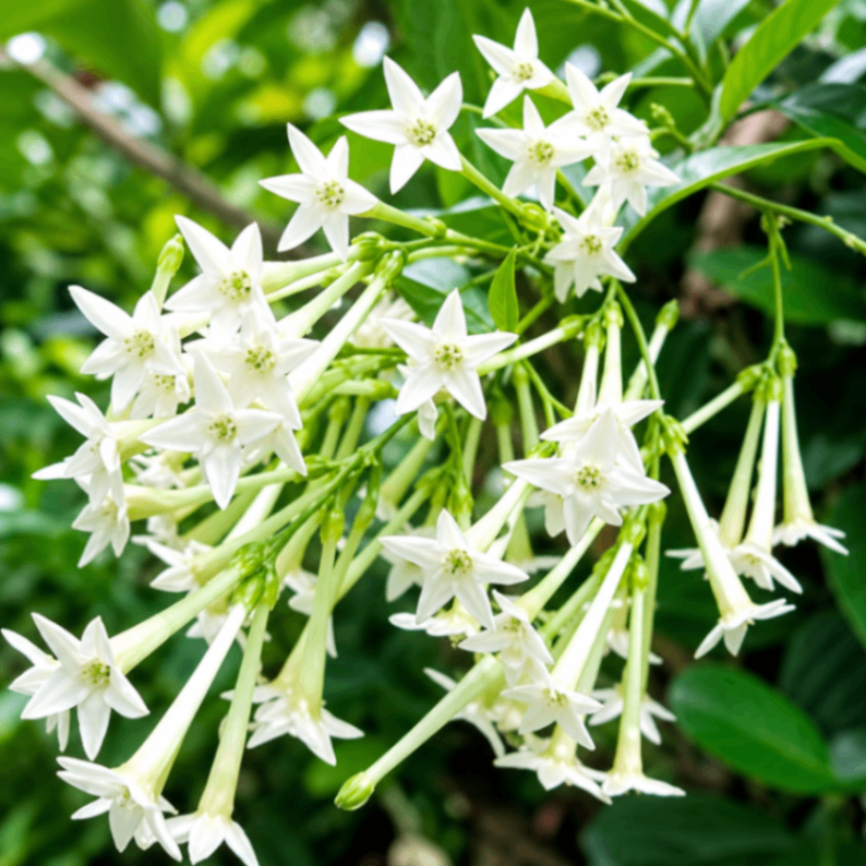 Bridal Veil