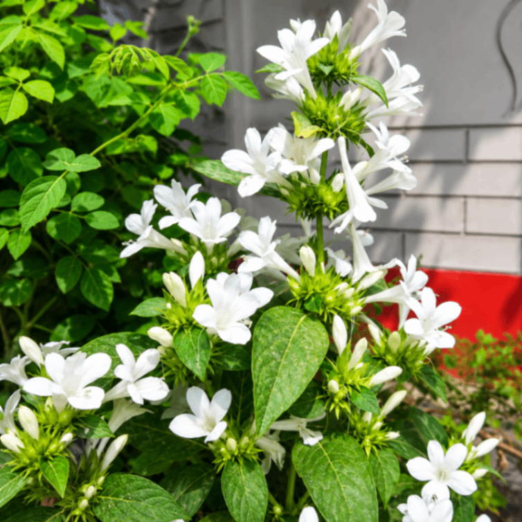 White Shooting Star