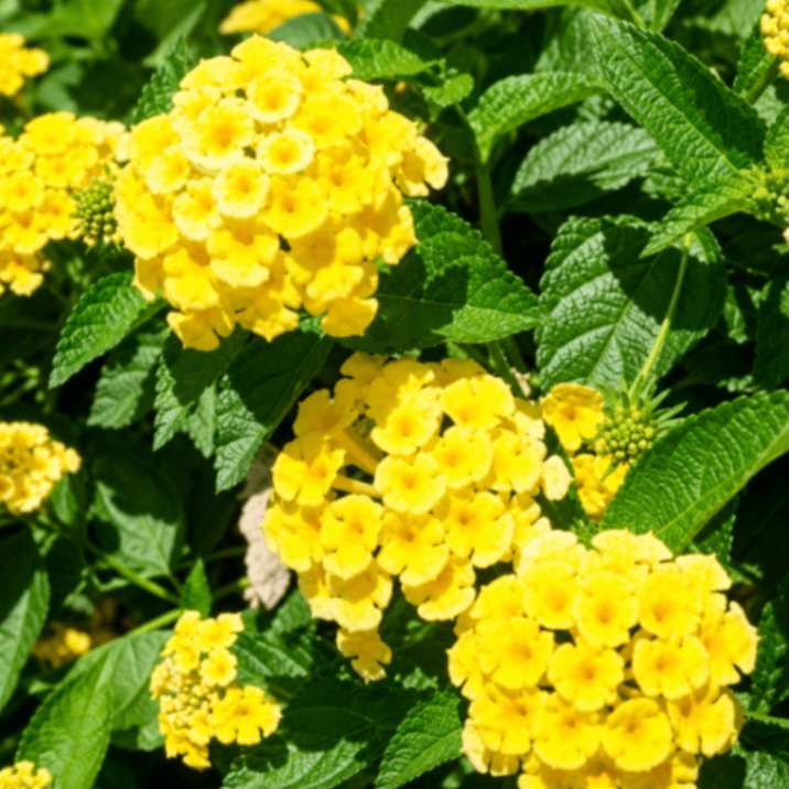 Yellow Lantana