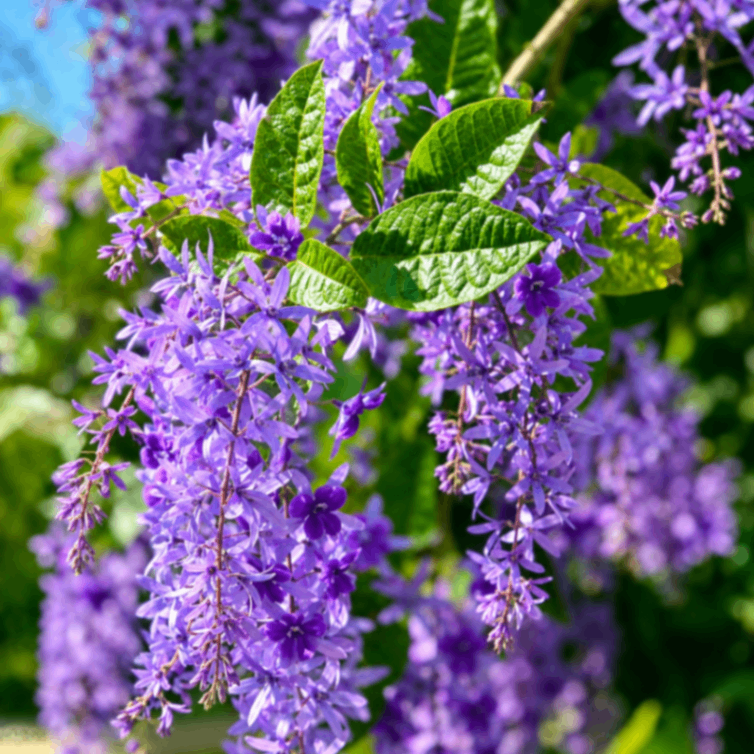 Purple Wreath