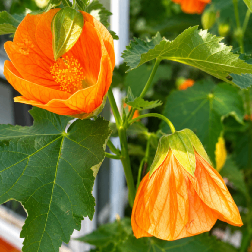 Orange Flowering Maple