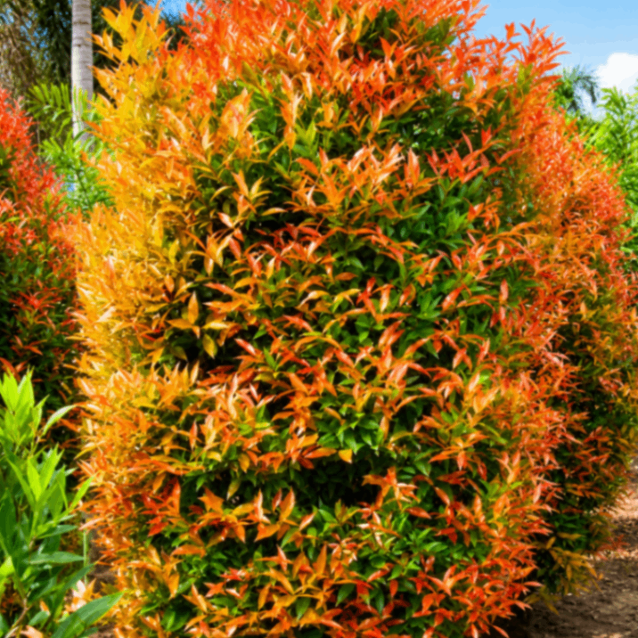 Red Tip Photinia