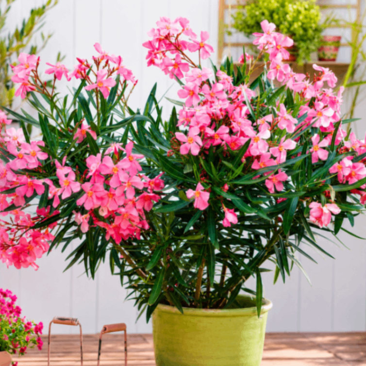 Pink Oleander
