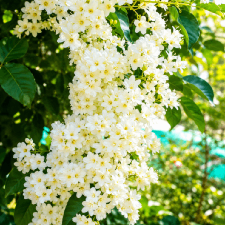 Tree Jasmine