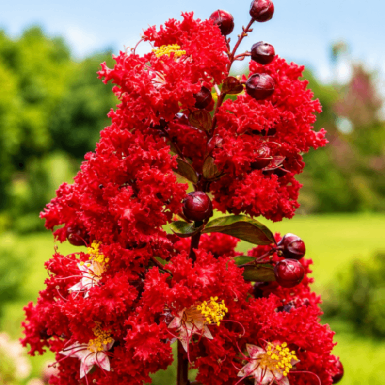 Red Crape Myrtle