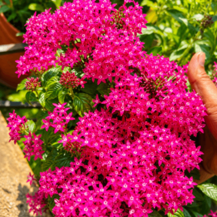 Pink Pentas