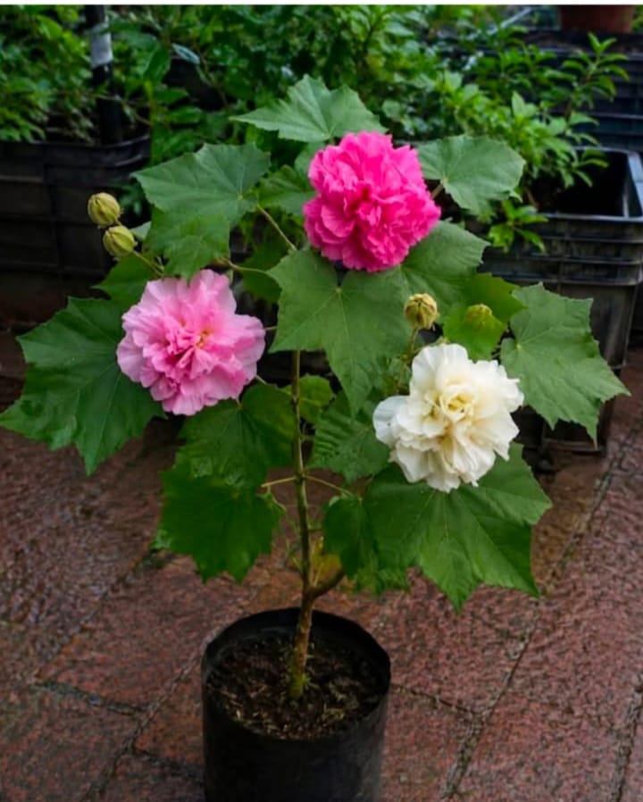 Cotton Rose