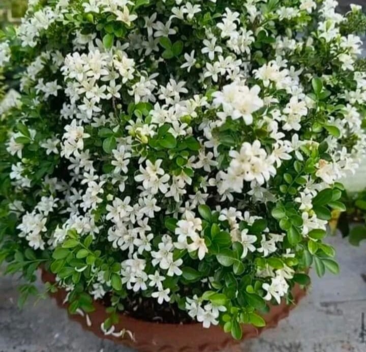 Kamini