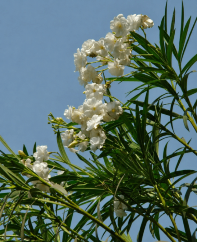 White Karobi