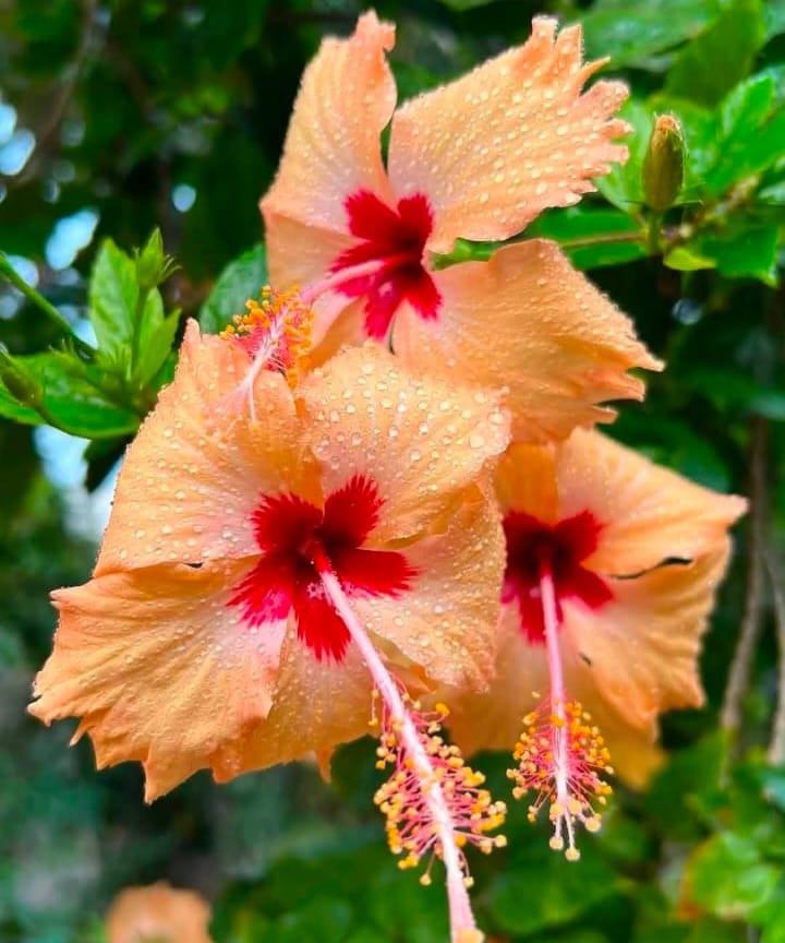 Peach Hibiscus