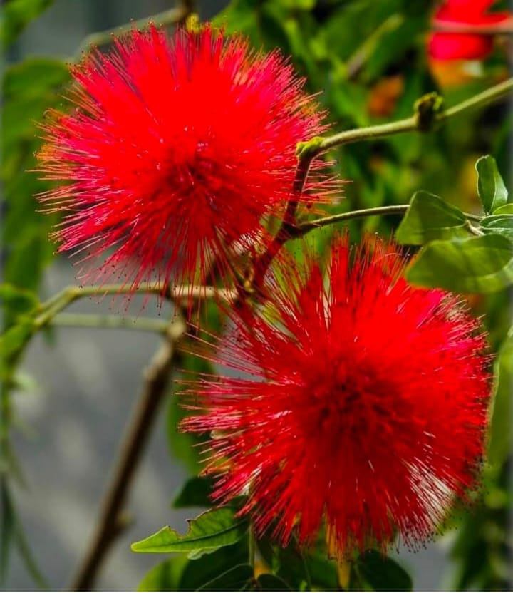 Red Powder Puff