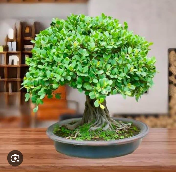Chinese Banyan