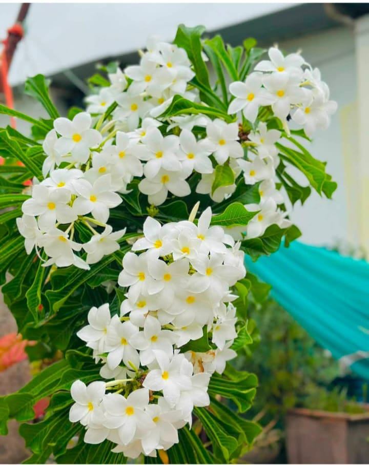 Naag Champa