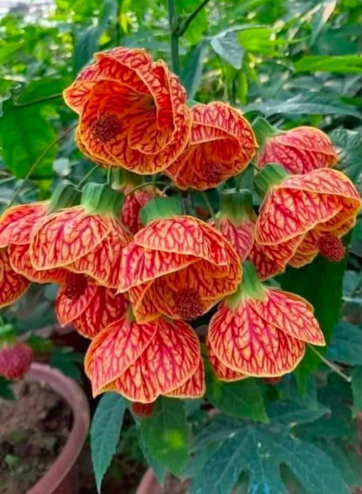 Chinese Lantern
