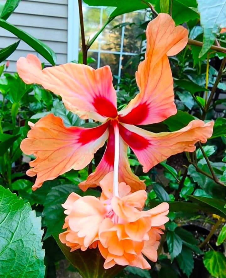 Tequila Sunrise Hibiscus