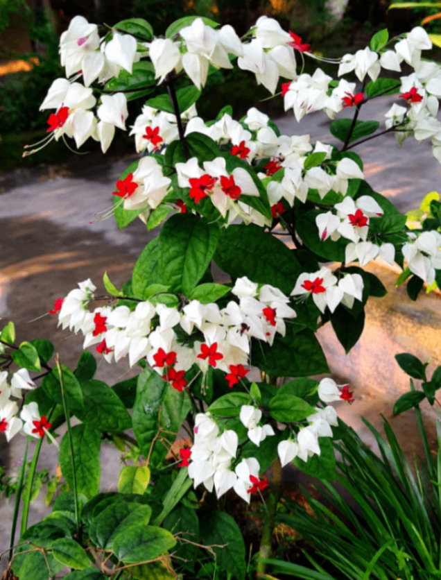 Bleeding Heart Vine