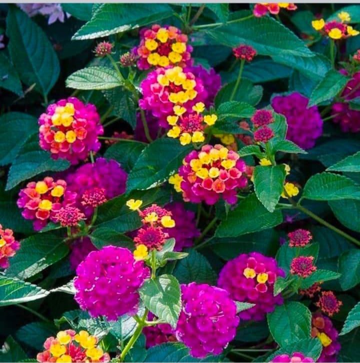 Lantana Camara