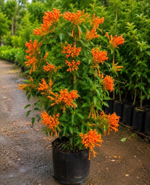 Orange Trumpet Vine