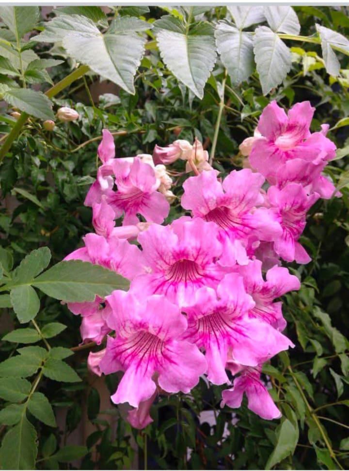 Pink Trumpet Vine