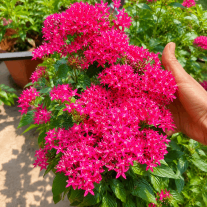 Pentus Pink