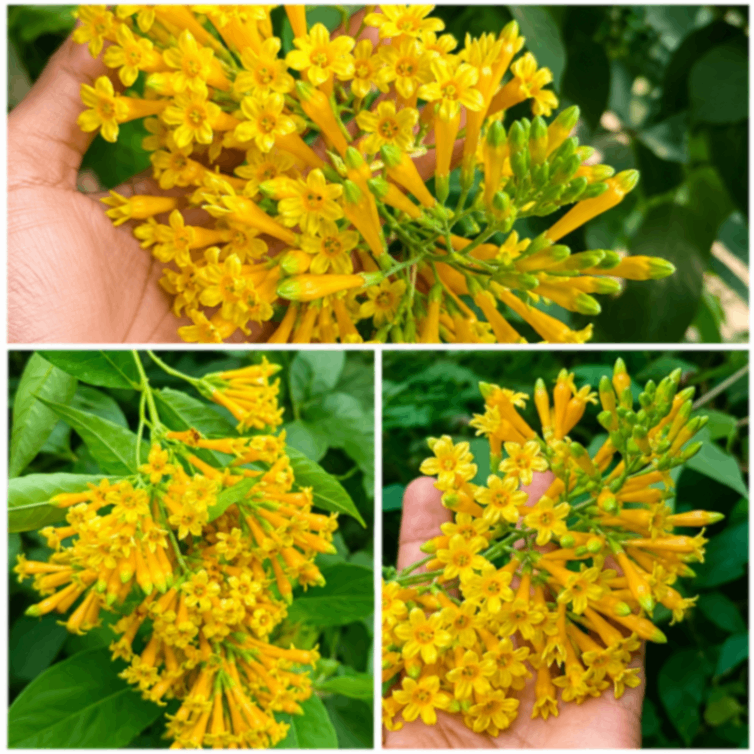 Holud Hasnahena