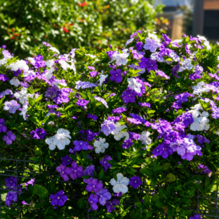Bichitra Agamikaler Phool