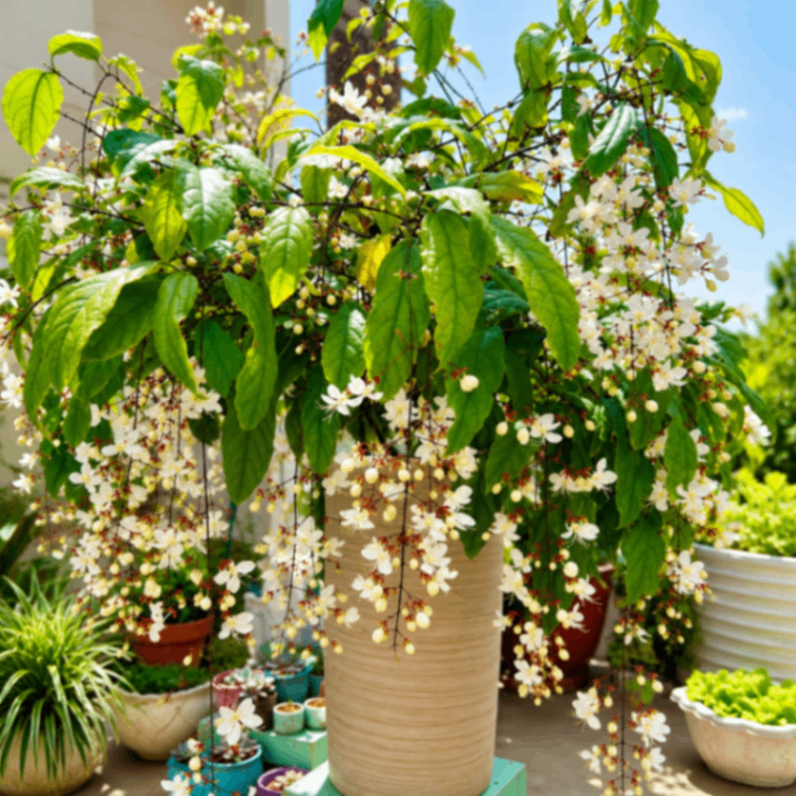 Jhulonto Clerodendrum