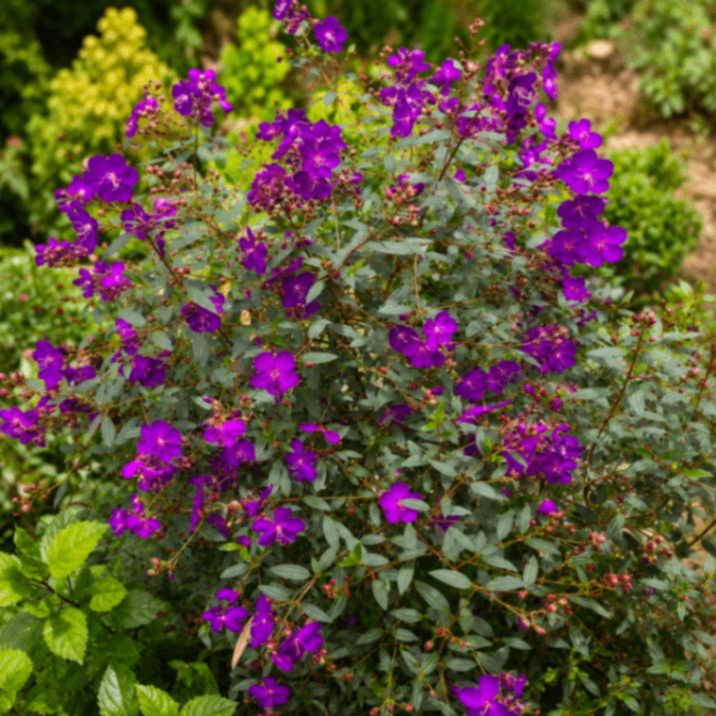 Tipu China Purple