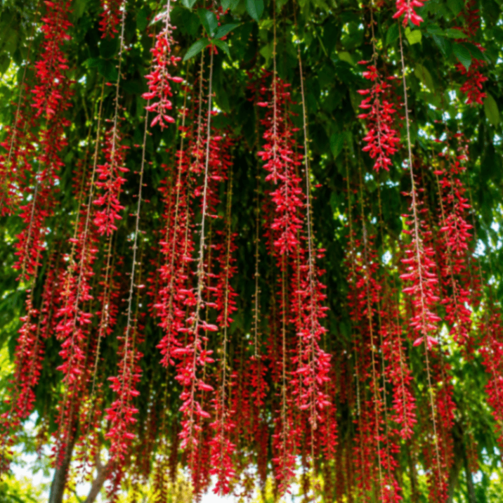 Basor Lota Red